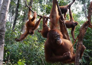TANJUNG PUTING 3 Hari 2 Malam Rp 2.900.000