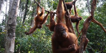 TANJUNG PUTING 3 Hari 2 Malam Rp 2.900.000