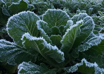 Keajaiban Fenomena Embun Upas Dieng