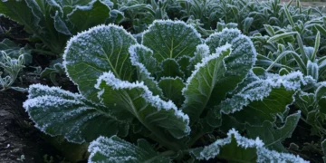 Keajaiban Fenomena Embun Upas Dieng